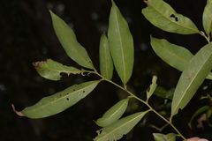 Cryptocarya microneura