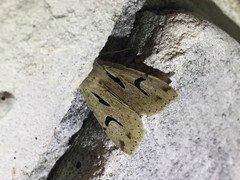 Orthosia nigromaculata