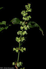 Rumex mexicanus