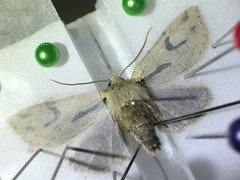 Orthosia nigromaculata