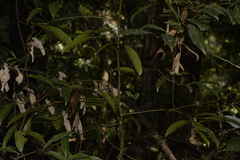 Cryptocarya microneura