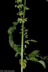 Rumex mexicanus