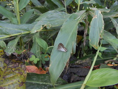 Euptychoides laccine