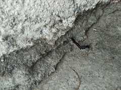 Lepidoptera