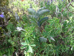 Lupinus pubescens