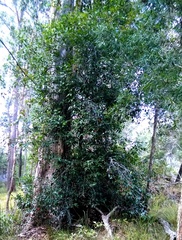 Elaeodendron australe