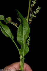 Rumex mexicanus