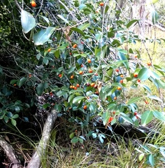 Elaeodendron australe