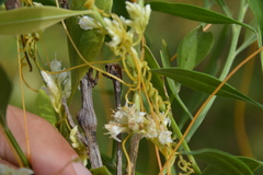 Cuscuta cuspidata