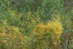 Cuscuta cuspidata
