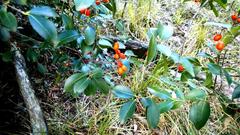 Elaeodendron australe