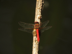 Sympetrum gilvum