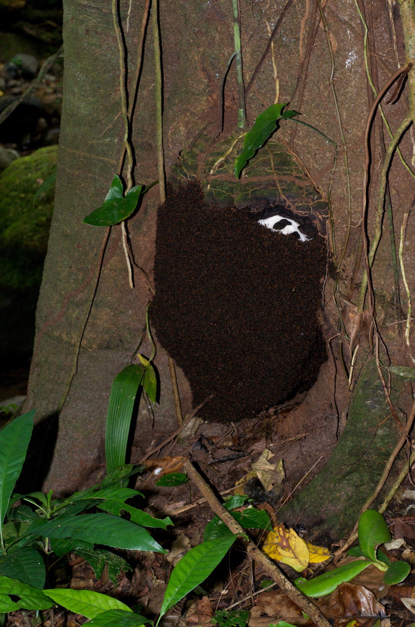 Eciton burchellii