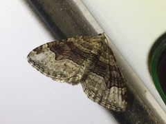 Xanthorhoe hortensiaria