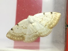 Lomographa bimaculata