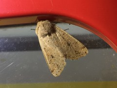 Orthosia lizetta