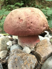 Rubroboletus pulcherrimus