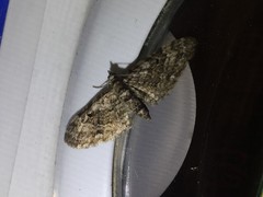 Eupithecia subbreviata