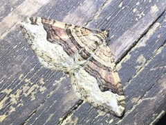 Xanthorhoe hortensiaria