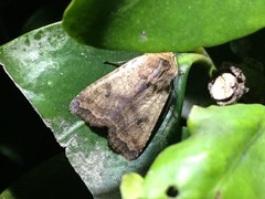 Diarsia deparca