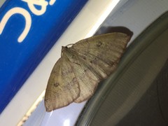 Heterolocha aristonaria