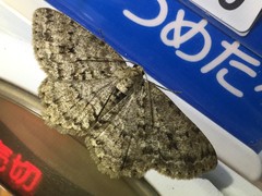 Ectropis cryptomeriae