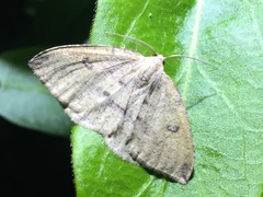 Heterolocha aristonaria