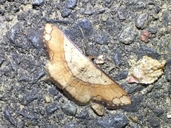 Pylargosceles steganioides