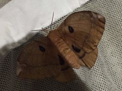 Aglia japonica