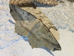 Pareclipsis gracilis