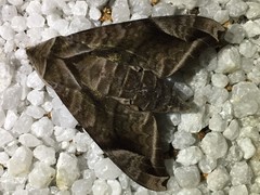 Acosmeryx naga