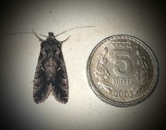 Plusiopalpa adrasta