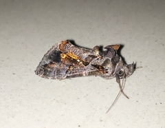 Plusiopalpa adrasta