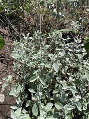 Helichrysum mimetes