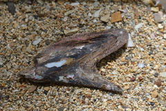 Pteria penguin
