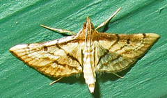 Marasmia cochrusalis