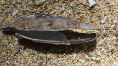 Pteria penguin
