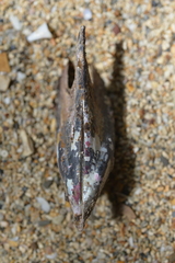 Pteria penguin