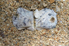 Pinctada maculata