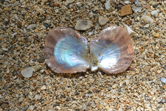 Pinctada margaritifera