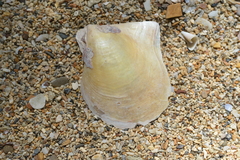 Pinctada maculata