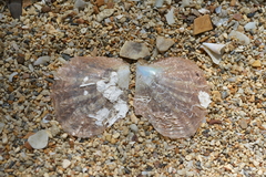 Pinctada margaritifera