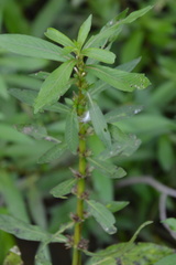 Hygrophila lacustris