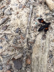 Calopompilus maculipennis