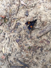 Calopompilus maculipennis