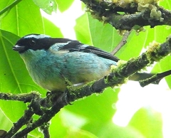 Tangara cyanotis