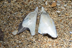 Pteria penguin