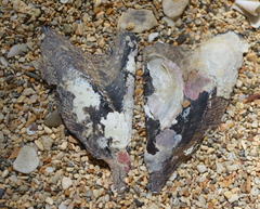 Pteria penguin