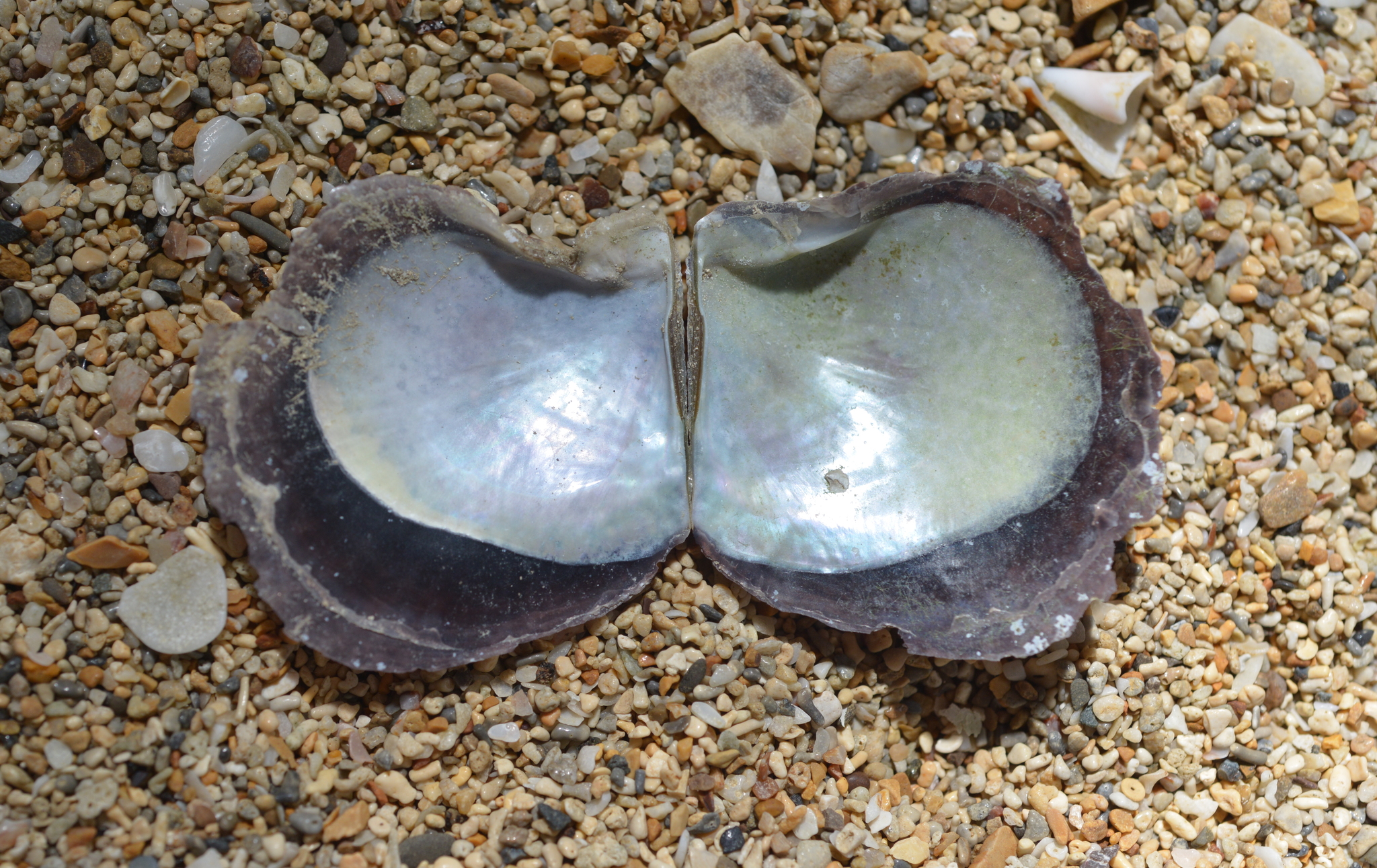 Black-lip Pearl Shell (Pinctada margaritifera) · iNaturalist