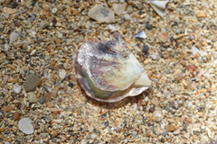 Pinctada maculata